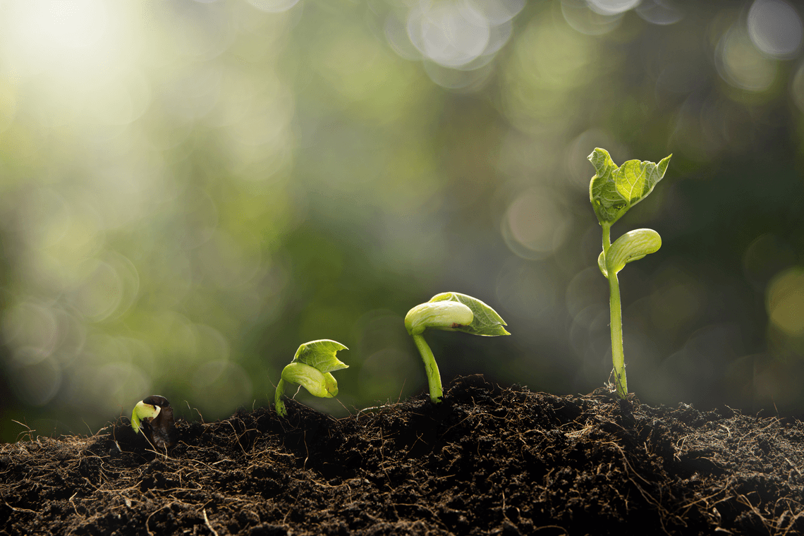Blockchain no Agronegócio: tecnologia ajudando o produtor rural