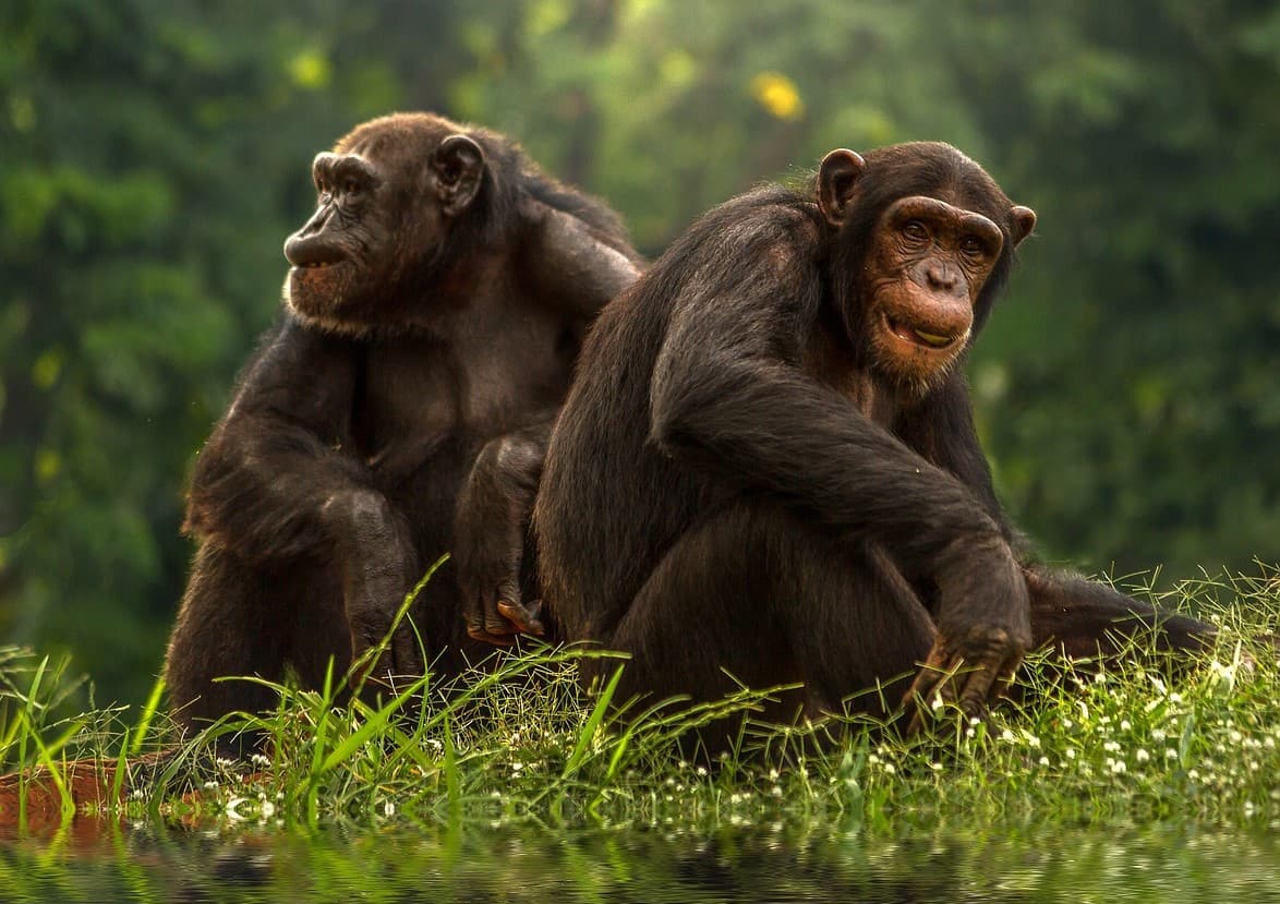 Chimpzee ajuda a combater as mudanças climáticas com tecnologia blockchain